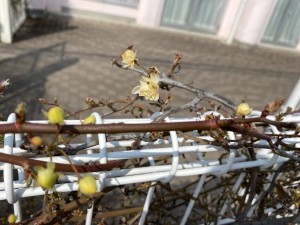 IMG_3450