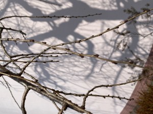 IMG_3452